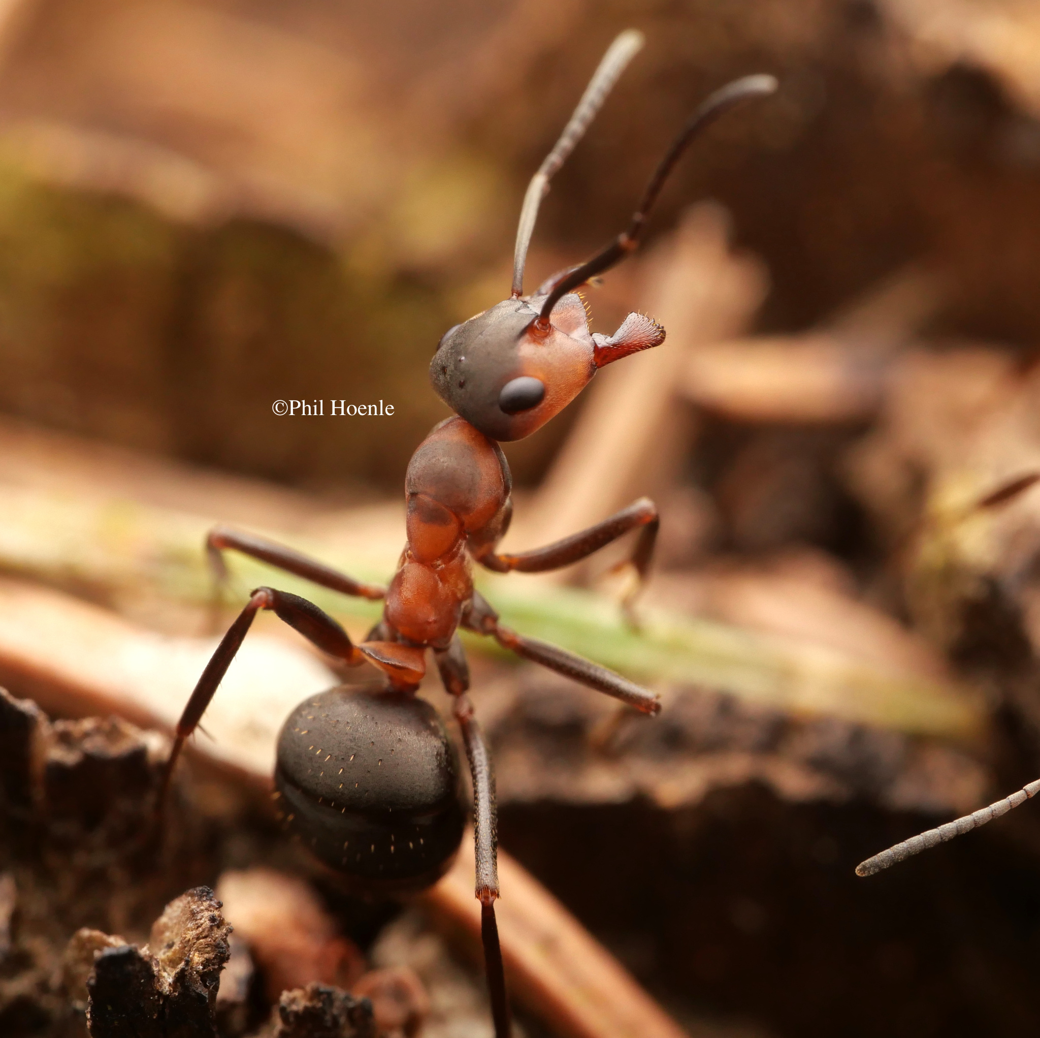 Formica polyctena