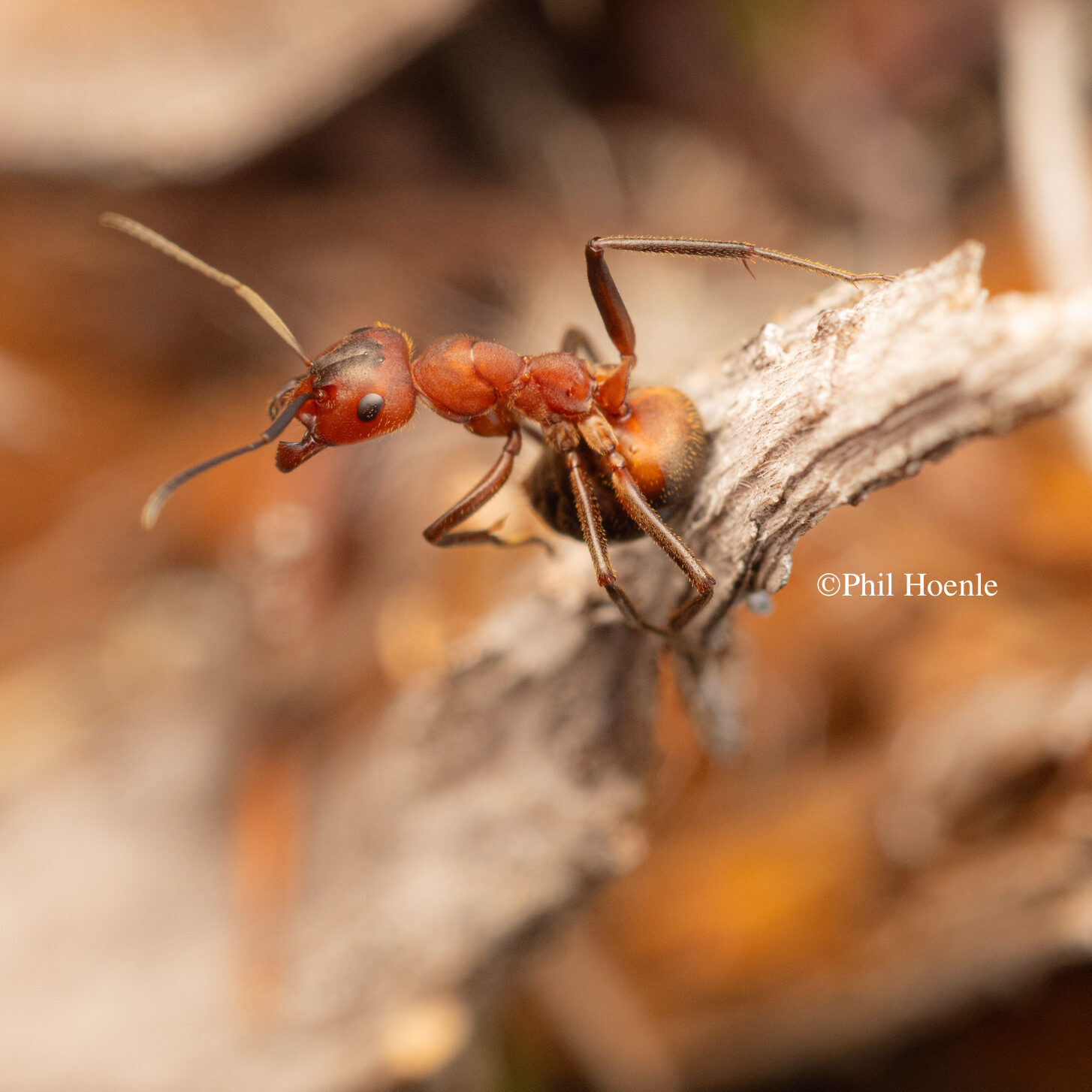 Formica truncorum